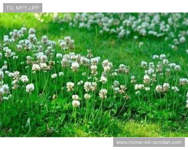 布莱顿边路推进极具观赏性